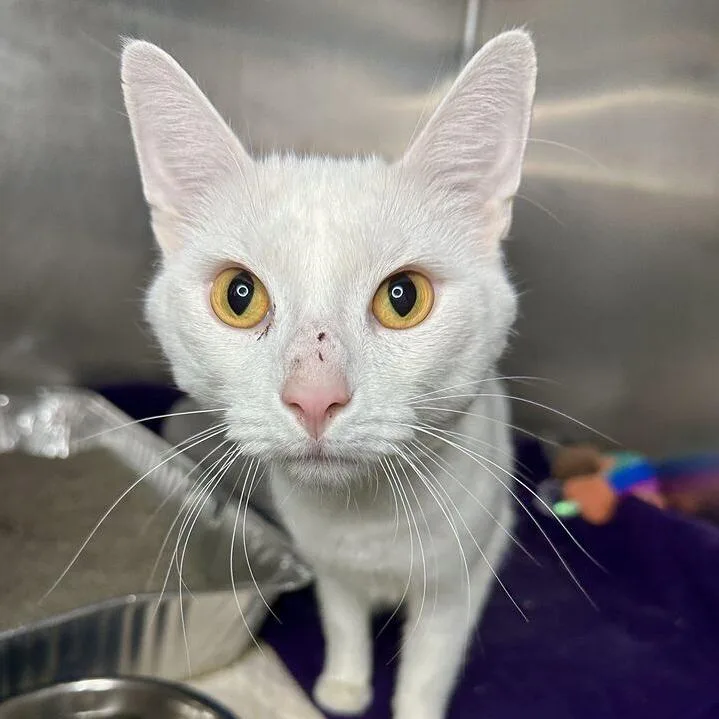 An adult medium-sized male White Domestic Short Hair cat named Corn Maze for adoption in Matteson, IL