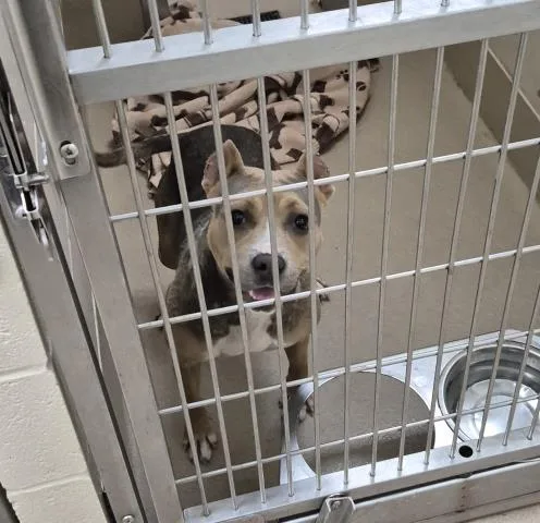 An adult medium-sized female Pit Bull Terrier dog named Blueberry Cream Cheese for adoption in Decatur, IL
