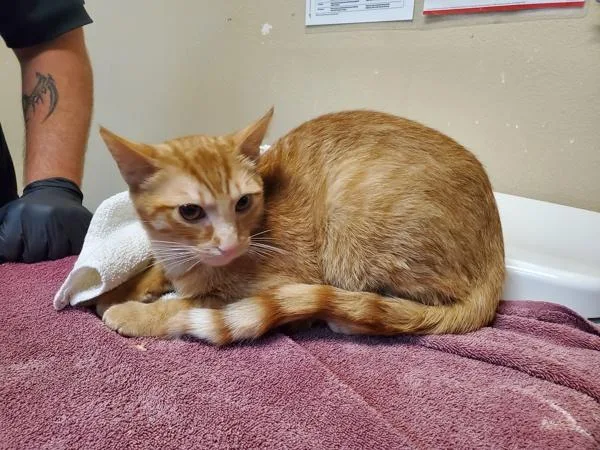 A young medium-sized male Domestic Short Hair cat named Mangosteen for adoption in Oceanside, CA
