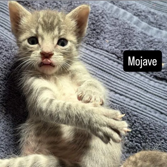 A baby small-sized male Gray / Blue / Silver Domestic Short Hair cat named Mojave for adoption in Long Beach, CA