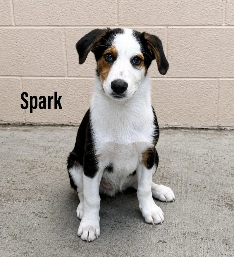 A baby medium-sized male Labrador Retriever dog named Spark for adoption in Clearfield, KY
