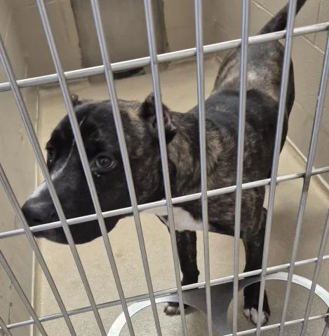 A young medium-sized male Pit Bull Terrier dog named Lasso for adoption in Decatur, IL