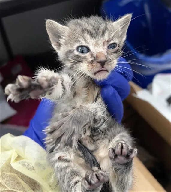 A baby medium-sized female Domestic Medium Hair cat named Rainy for adoption in Dallas, TX
