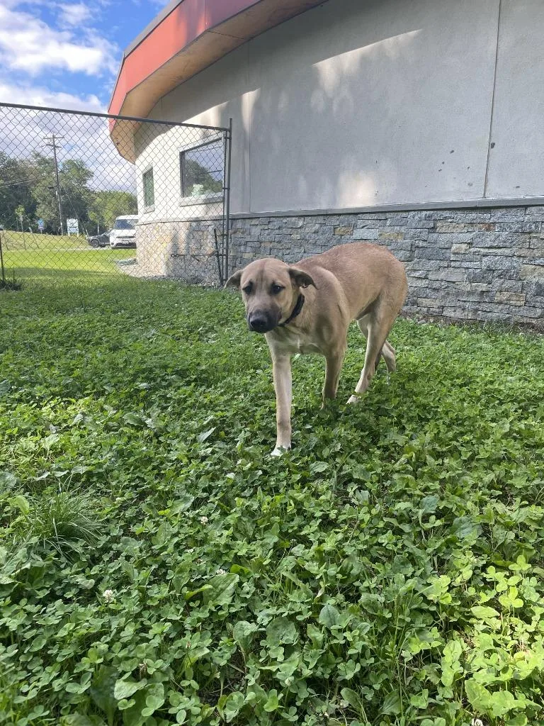 A baby large-sized male Mixed Breed dog named Buddy for adoption in Hyde Park, NY
