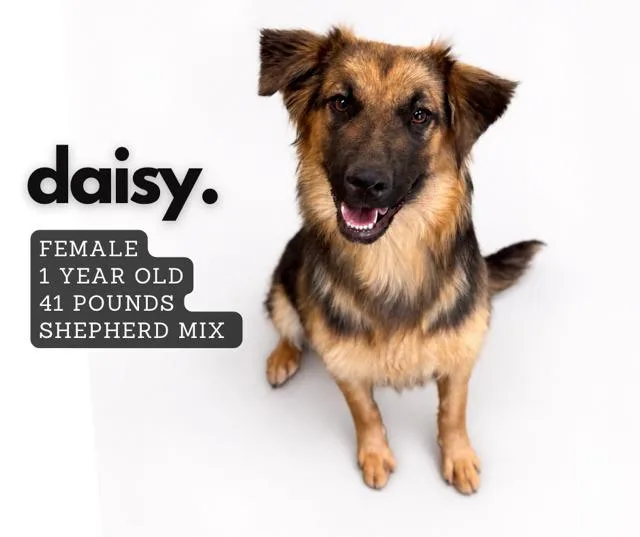 Daisy
