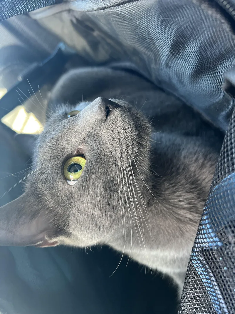 Mochi
