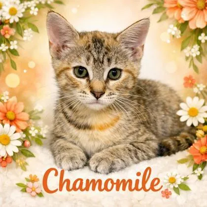 Chamomile thumbnail 3