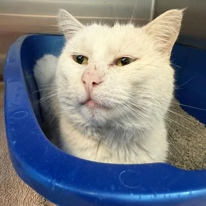 An adult medium-sized male Buff & White Domestic Short Hair cat named Blanco for adoption in Lansing, MI