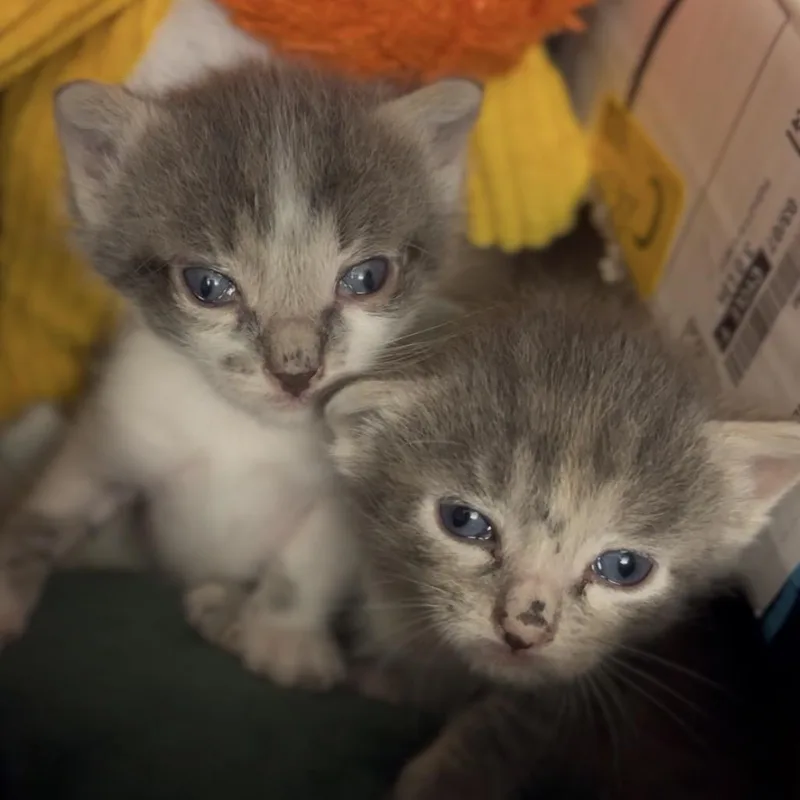 A baby small-sized female Gray / Blue / Silver Domestic Short Hair cat named Cher for adoption in Midland, TX