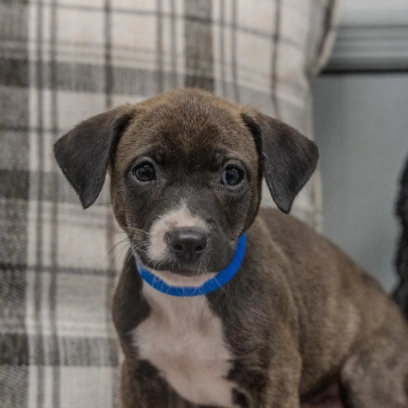 A baby medium-sized male Brown / Chocolate Labrador Retriever dog named Myles for adoption in Pawling, NY