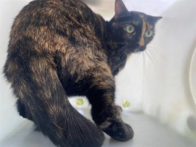 A young medium-sized female Domestic Short Hair cat named Bella for adoption in Garland, TX