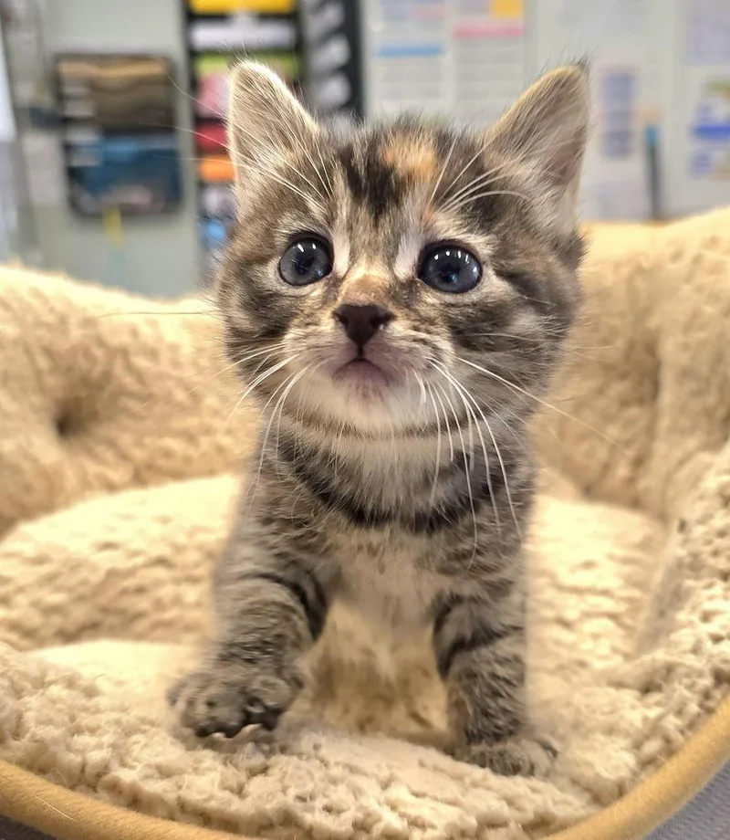 A baby small-sized female Brown / Chocolate Domestic Short Hair cat named Clawdia for adoption in Vancouver, WA