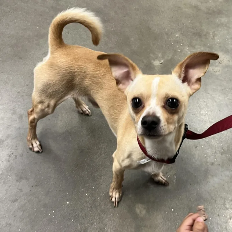 An adult small-sized male Yellow / Tan / Blond / Fawn Chihuahua dog named Cooper for adoption in Tampa, FL