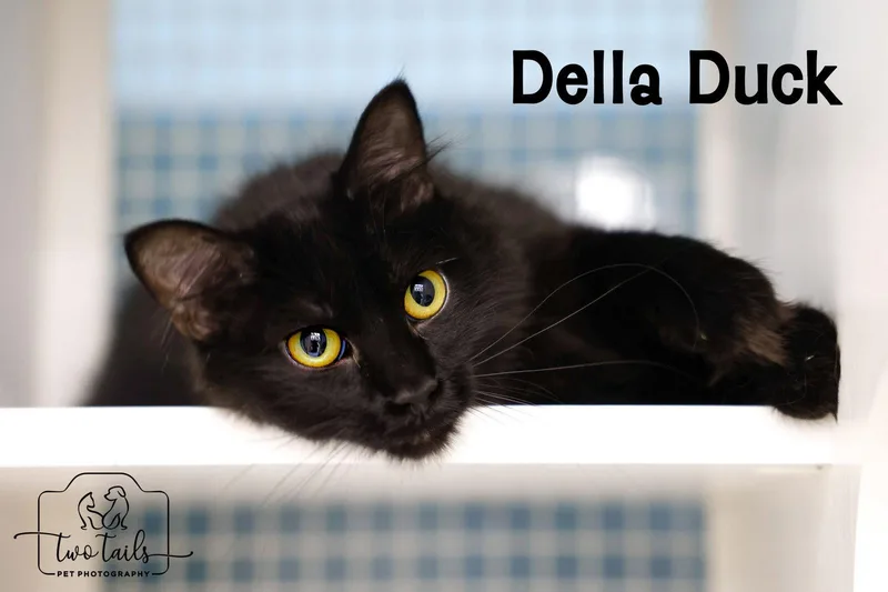 Della Duck thumbnail 2