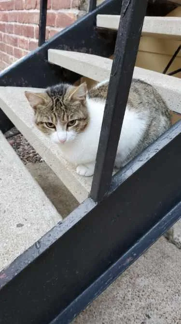 A young medium-sized female Tabby (Brown / Chocolate) Tabby cat named Squeaky for adoption in Houston, TX