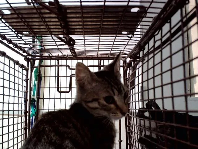 A baby small-sized female Domestic Short Hair cat named Binx for adoption in Martinez, CA