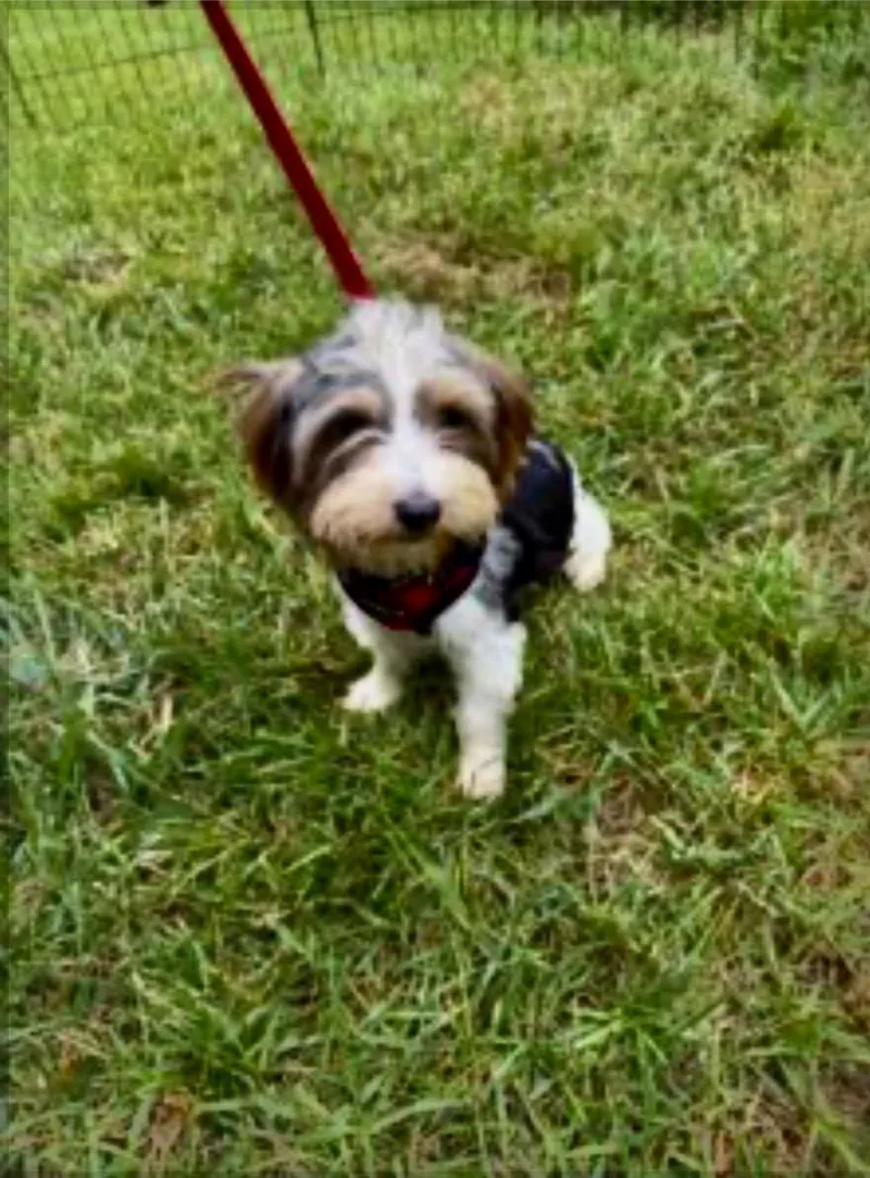 A baby small-sized female Terrier dog named Autumn for adoption in Norfolk, VA
