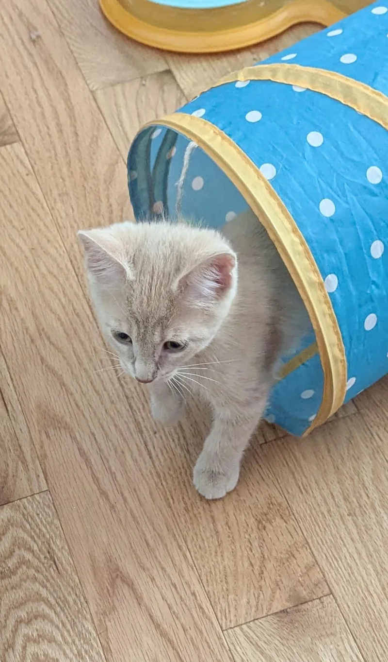 A baby medium-sized female Buff / Tan / Fawn Domestic Short Hair cat named Niko for adoption in Cincinnati, OH