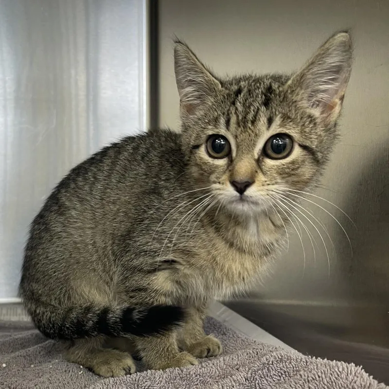 A baby small-sized female Brown / Chocolate Domestic Short Hair cat named Kat for adoption in Auburn, AL