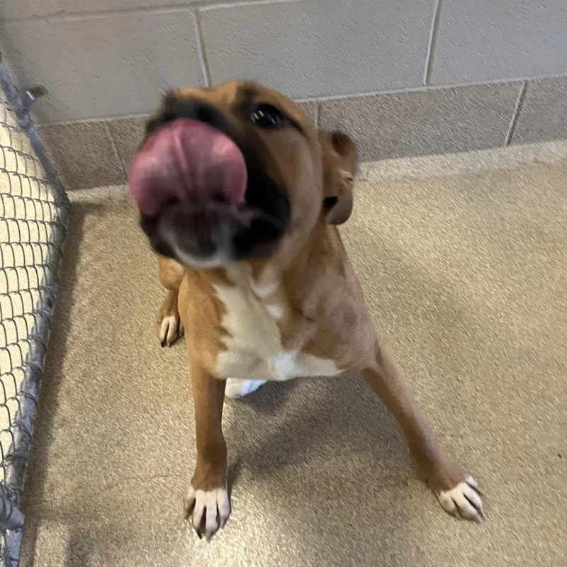An adult medium-sized male Terrier dog named Cruz for adoption in Bristol, IN