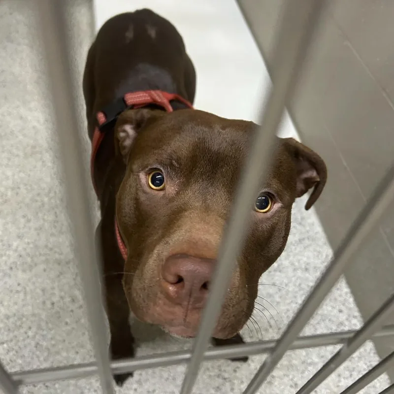 A senior medium-sized male Brown / Chocolate Pit Bull Terrier dog named Bear for adoption in Carlyle, IL