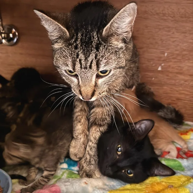 An adult medium-sized female Domestic Short Hair cat named Ambrosia for adoption in Cumming, GA