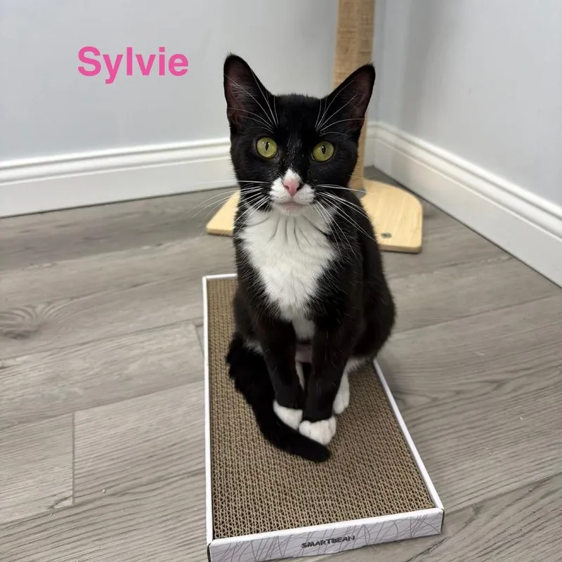A young small-sized female Black Domestic Short Hair cat named Sylvie for adoption in Carmel, IN