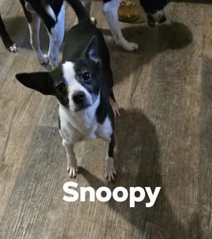 An adult small-sized female Boston Terrier dog named Snoopy for adoption in Irwin, PA