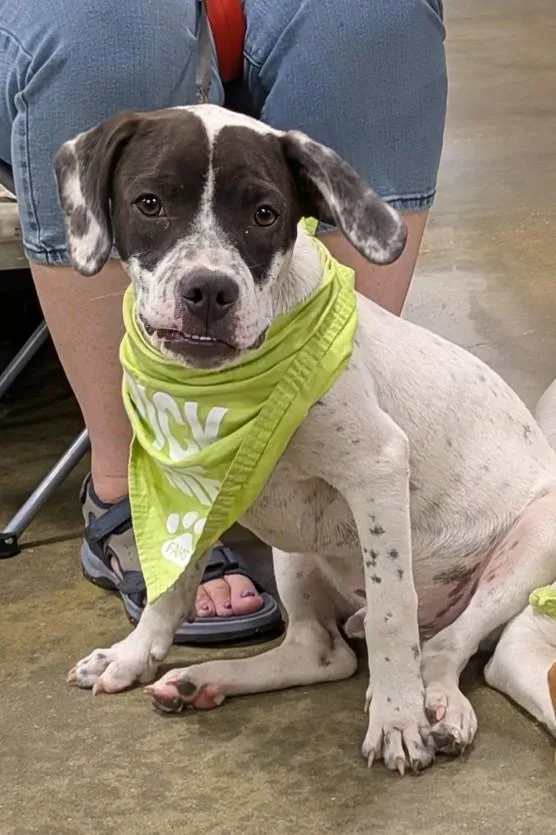 A baby medium-sized male Mixed Breed dog named Chip for adoption in Florence, SC