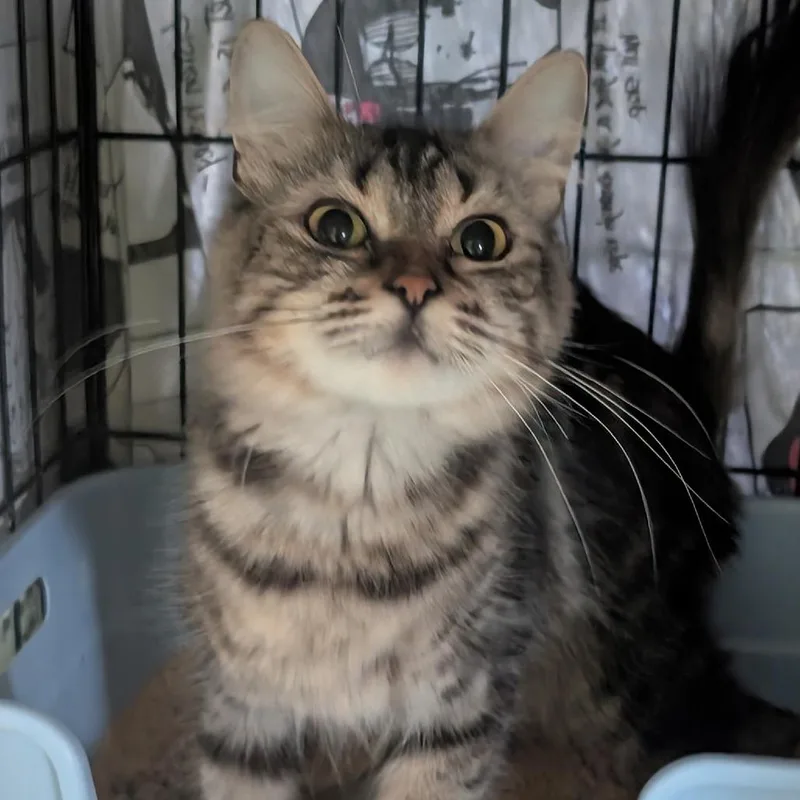 A young small-sized female Brown / Chocolate Domestic Medium Hair cat named Sugar for adoption in Bel Air, MD