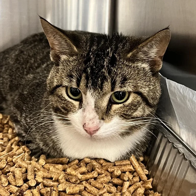 An adult medium-sized male Gray / Blue / Silver Domestic Short Hair cat named Edmund for adoption in West Palm Beach, FL