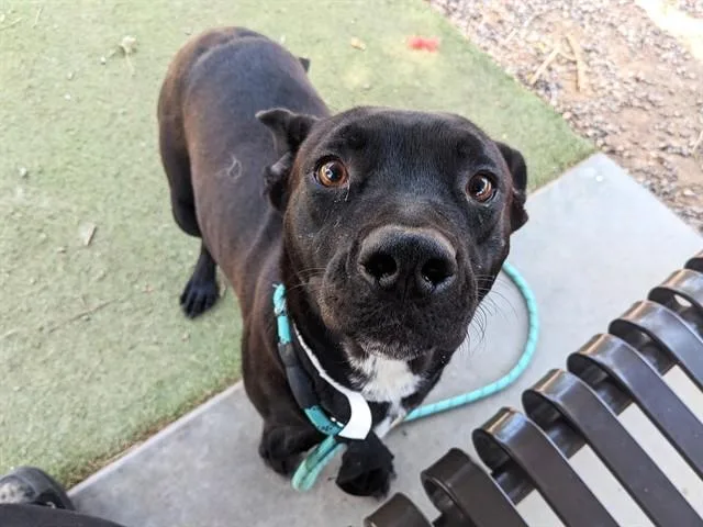 An adult large-sized female Pit Bull Terrier dog named Flor for adoption in Phoenix, AZ