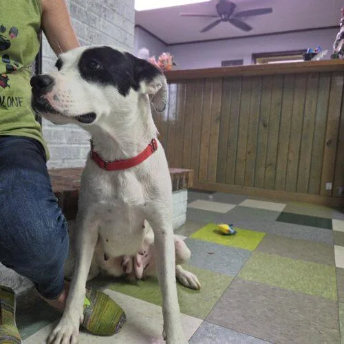 An adult medium-sized female Labrador Retriever dog named Lilli for adoption in Kirksville, MO