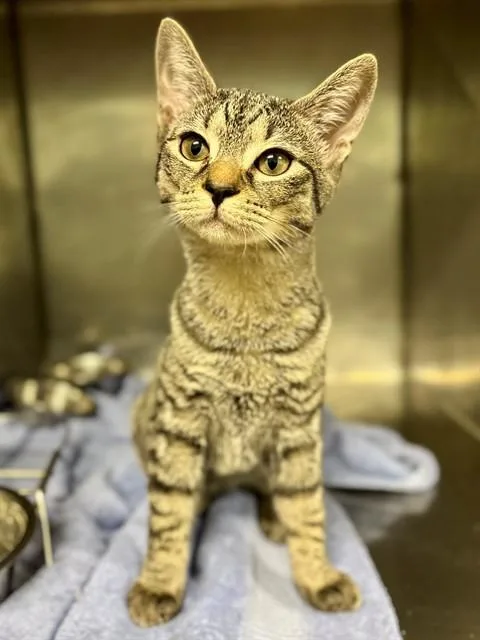A baby small-sized female Domestic Short Hair cat named Effie for adoption in York, SC