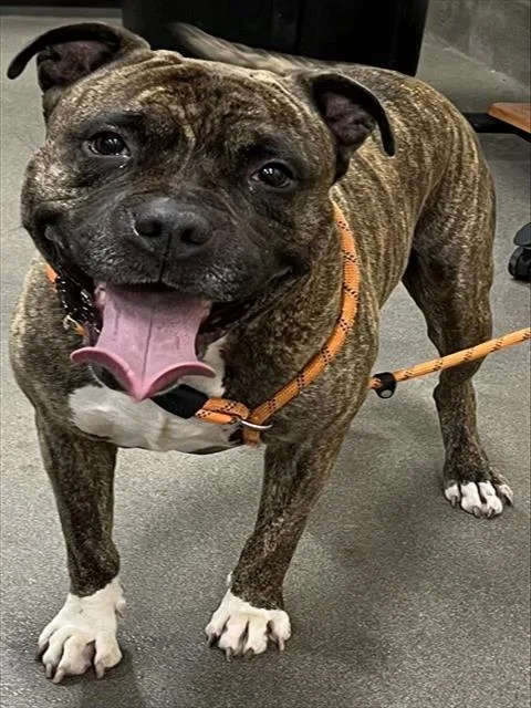 An adult large-sized male Pit Bull Terrier dog named Oscar for adoption in Upper Marlboro, MD