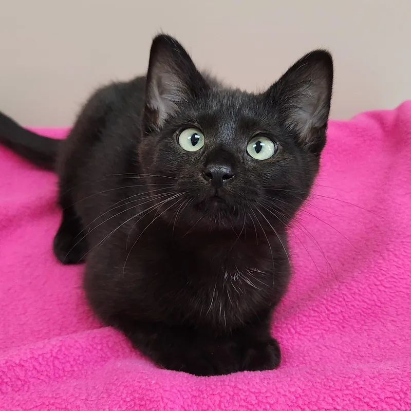 A baby medium-sized female Black Domestic Short Hair cat named Purrincess Leia for adoption in Marshfield, WI