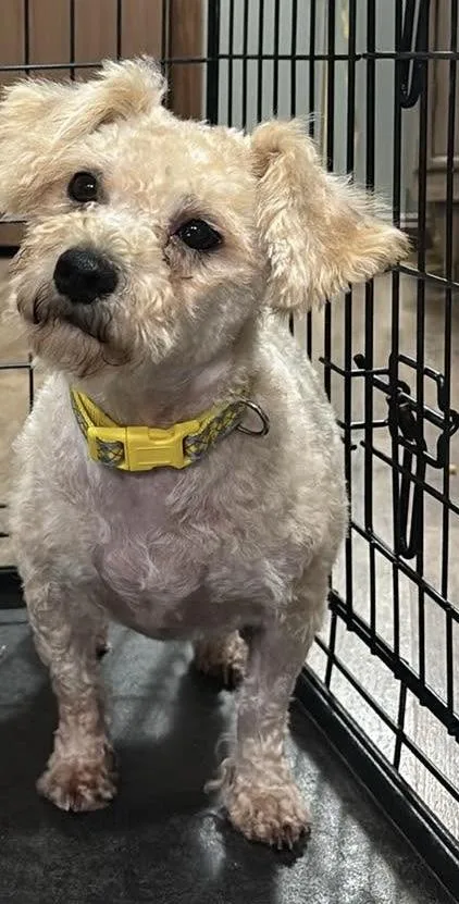 A young small-sized female Poodle dog named Fannie for adoption in Paoli, IN
