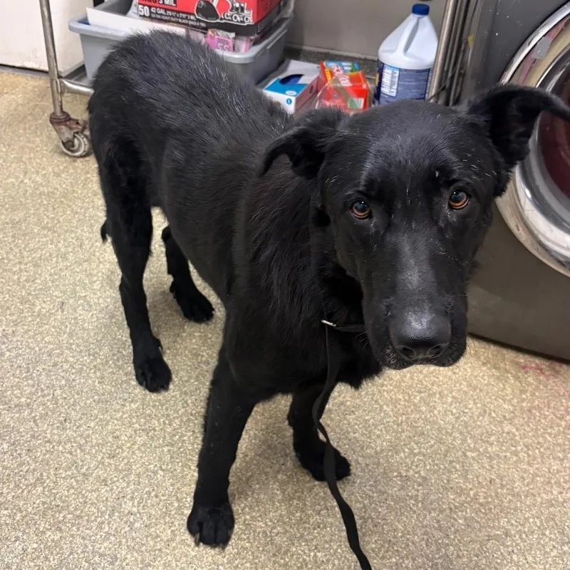 An adult large-sized male Black Shepherd dog named Riley for adoption in San Gabriel, CA