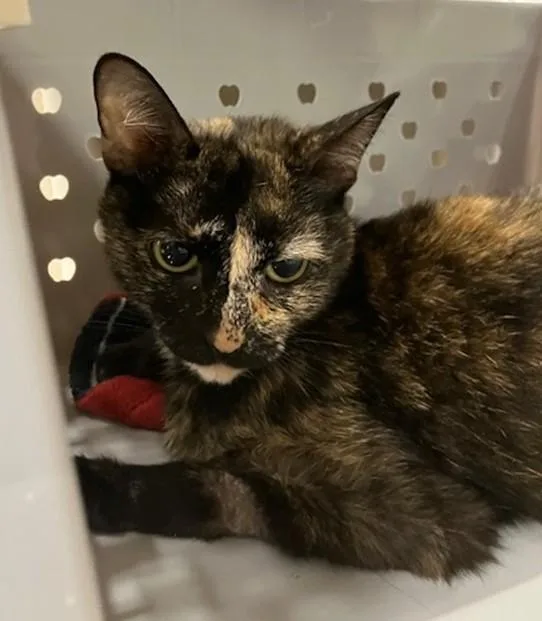 A young small-sized female Domestic Short Hair cat named Stacey for adoption in Springfield, MA