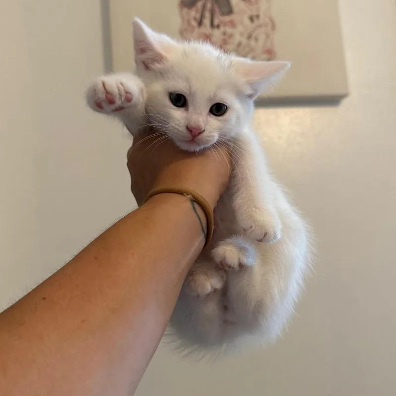 A baby small-sized male White Domestic Short Hair cat named Patrick for adoption in Kansas City, MO