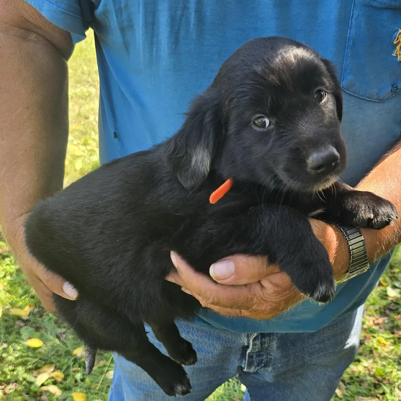 Holly