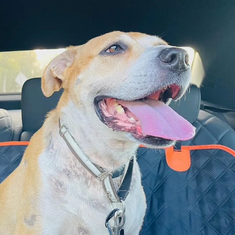 Janis Joplin thumbnail 2