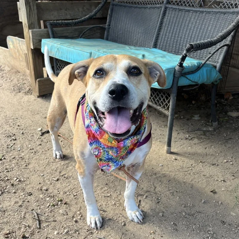 Janis Joplin thumbnail 3