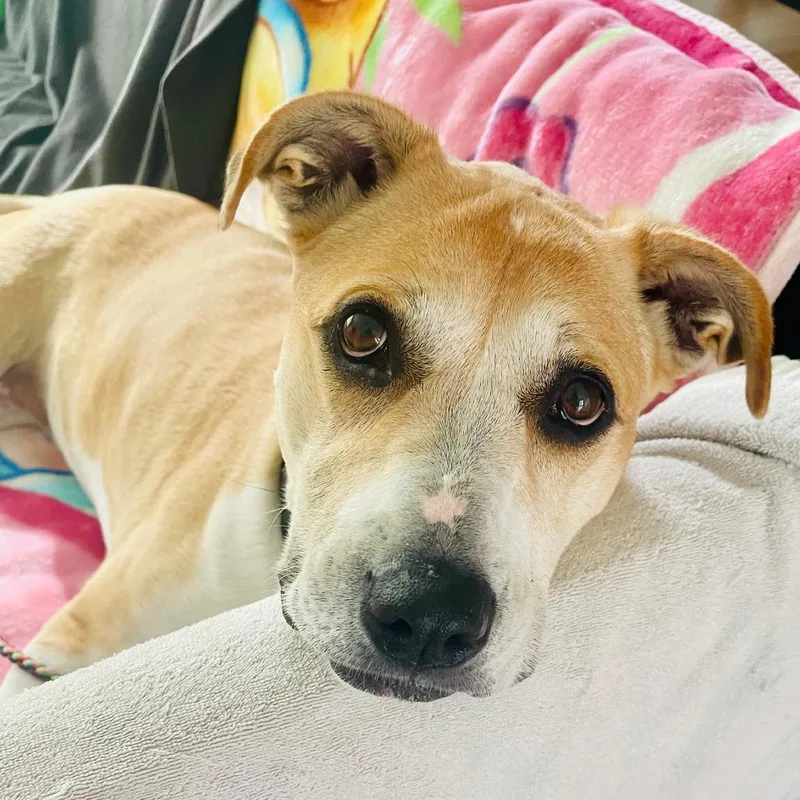 Janis Joplin thumbnail 4