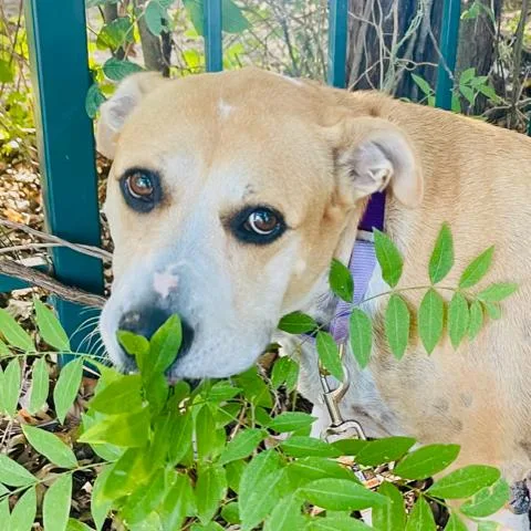 Janis Joplin thumbnail 5