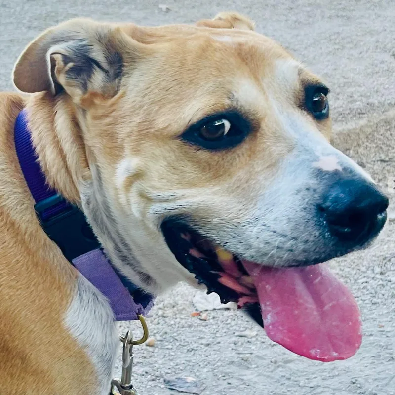 Janis Joplin thumbnail 6