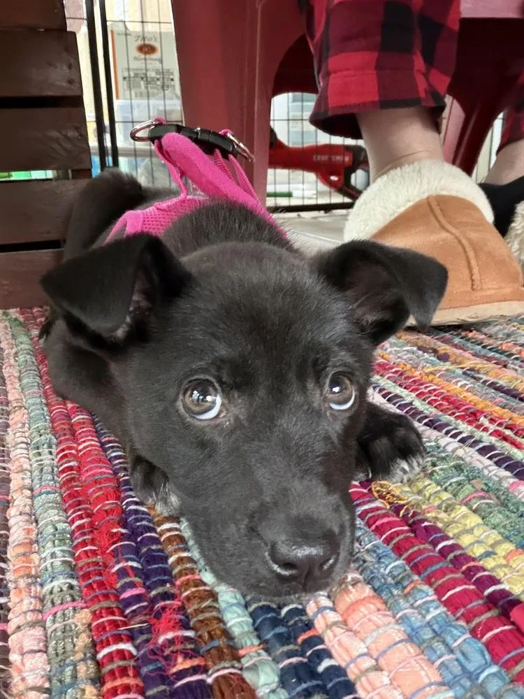 A baby medium-sized female Black Mixed Breed dog named Onyx for adoption in Jefferson Hills, PA
