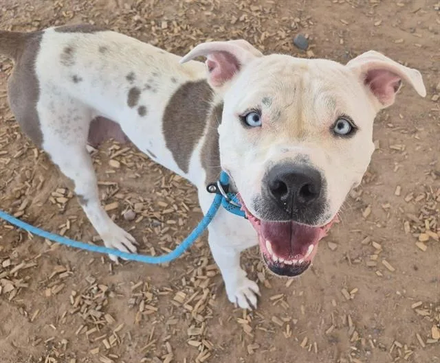 A young large-sized female Pit Bull Terrier dog named Corazon for adoption in Albuquerque, NM