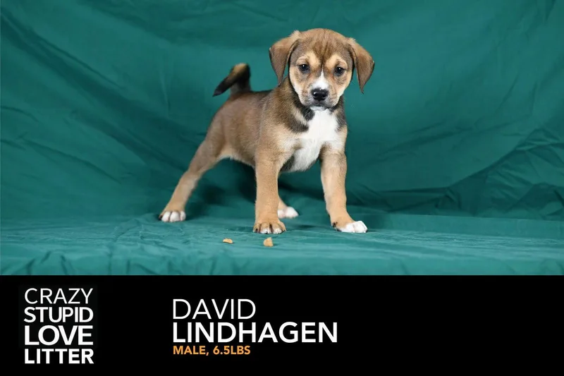 A baby medium-sized male Beagle dog named David Lindhagen for adoption in Newport, KY