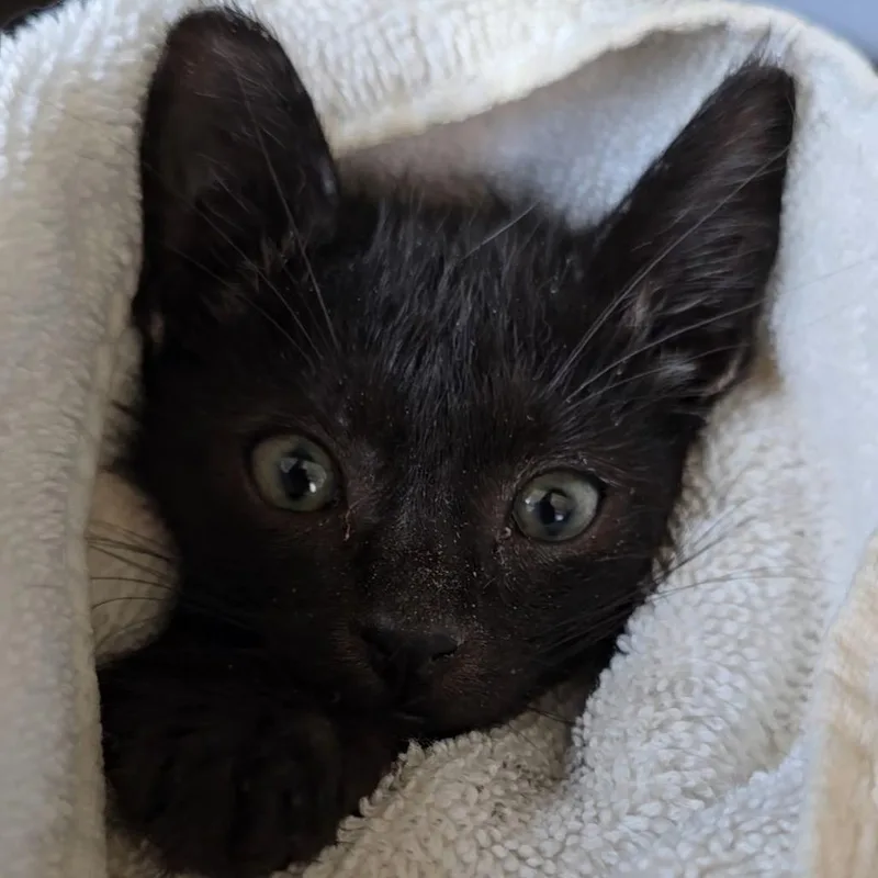 A baby small-sized male Domestic Short Hair cat named Joey for adoption in League City, TX
